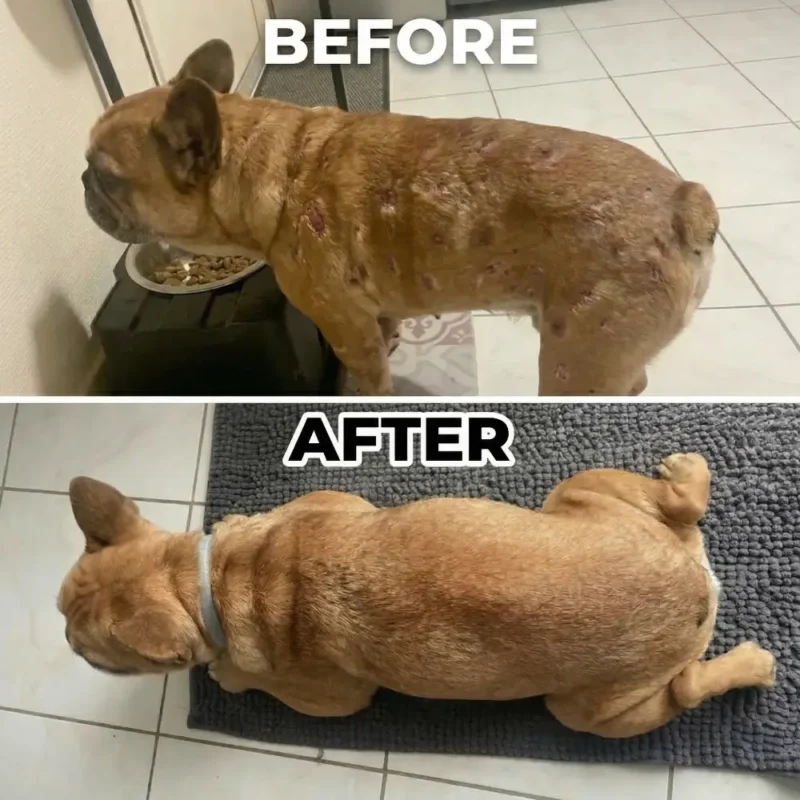 Pilzpulver für Haustiere